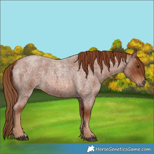 Horse Color:Red Roan 