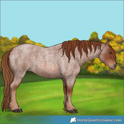 Horse Color:Red Roan 