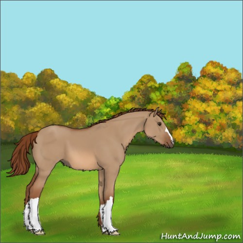 Horse Color:Red Dun 