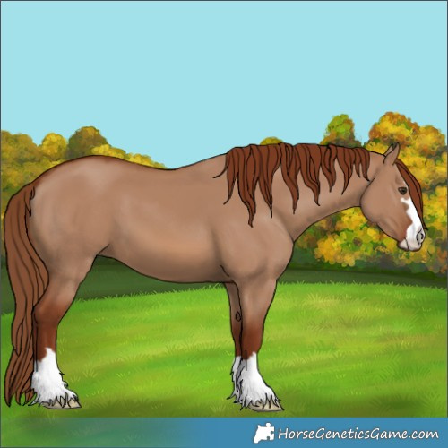Horse Color:Red Dun 