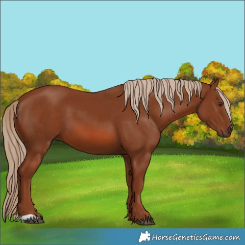 Horse Color:Chestnut 