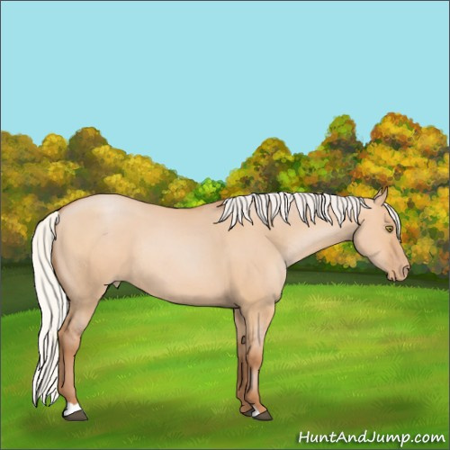 Horse Color:Silver Bay Pearl Dun Rabicano 