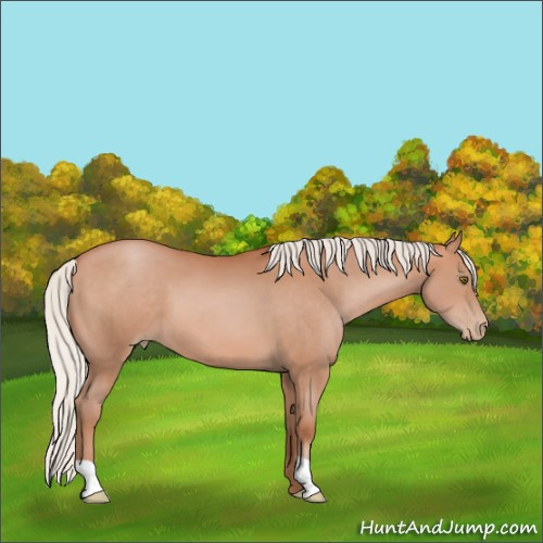 Horse Color:Silver Bay Pearl 