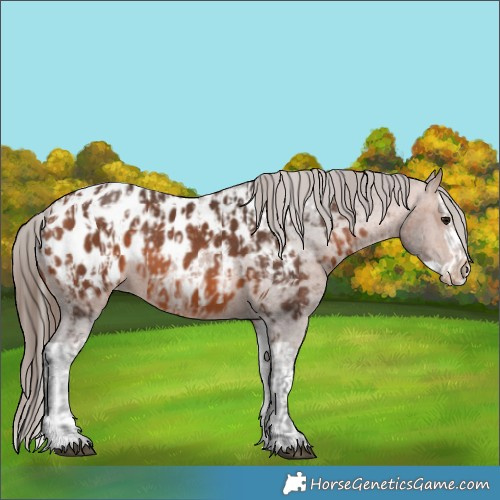 Horse Color:Bay Appaloosa  and Bay Splash Appaloosa 