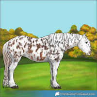 Horse Color:Bay Near Leopard  and Bay Splash Near Leopard 