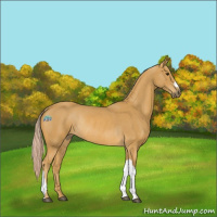 Horse Color:Palomino Rabicano