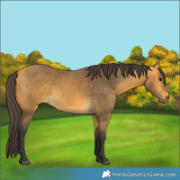 Horse Color:Buckskin 