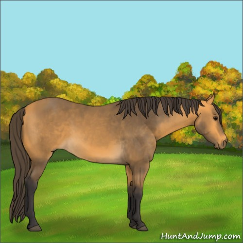 Horse Color:Buckskin
