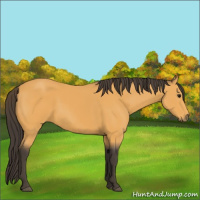 Horse Color:Buckskin 