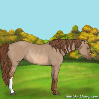 Horse Color:Red Dun Rabicano 