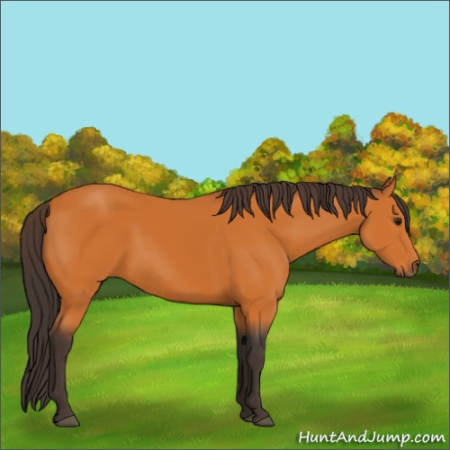 Horse Color:Buckskin