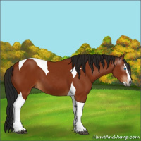 Horse Color:Gray Bay Splash Tobiano 