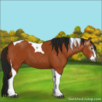 Horse Color:Gray Bay Splash Tobiano 