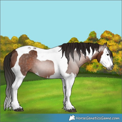 Horse Color:Gray Bay Splash Tobiano