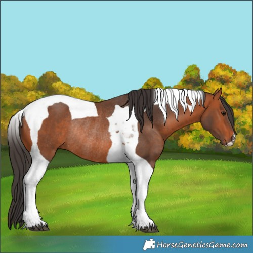Horse Color:Bay Tobiano Rabicano