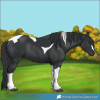 Horse Color:Black Tobiano Rabicano