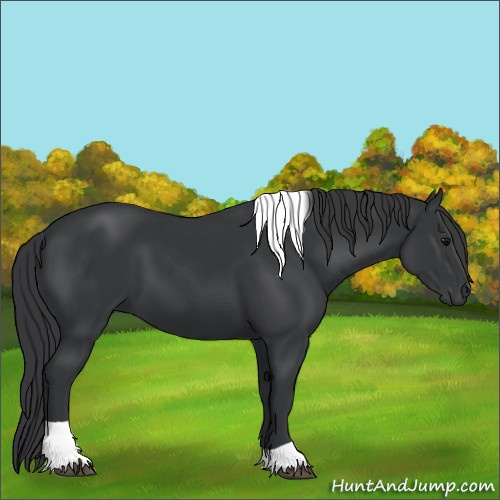 Horse Color:Black Tobiano Rabicano