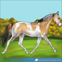 Horse Color:Buckskin Onyx Tobiano 