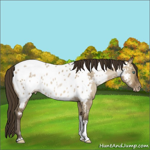 Horse Color:Gray Smoky Grullo Pearl Tobiano Appaloosa 