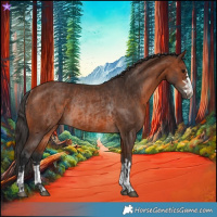 Horse Color:Brown Rabicano  and Bay Rabicano 