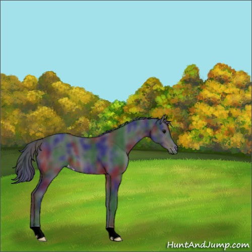 Horse Color:Nacre Brown Appaloosa 