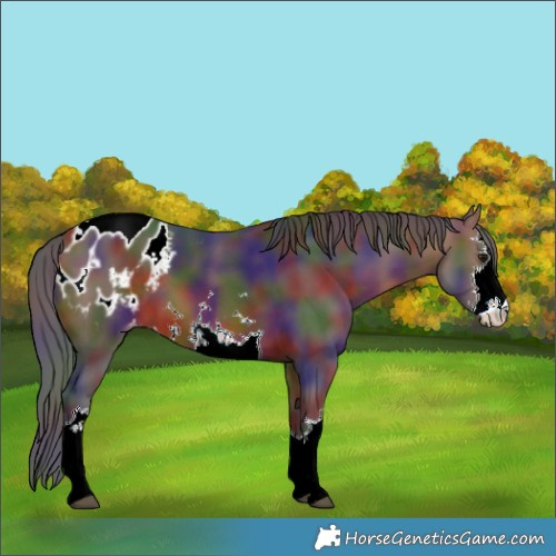 Horse Color:Nacre White Spotted Bay Appaloosa 