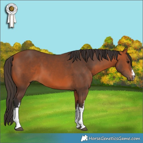 Horse Color:White Spotted Bay 