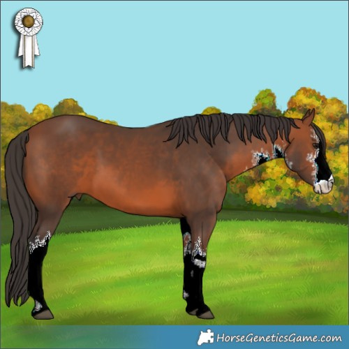 Horse Color:White Spotted Bay 
