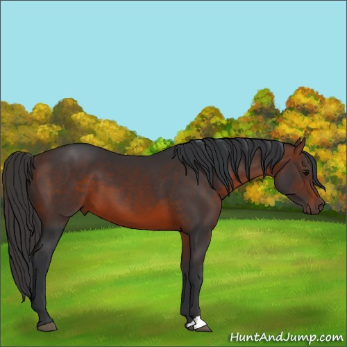 Horse Color:Brown 