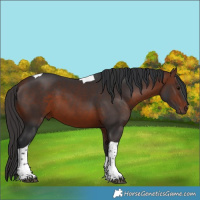 Horse Color:Bay Tobiano 