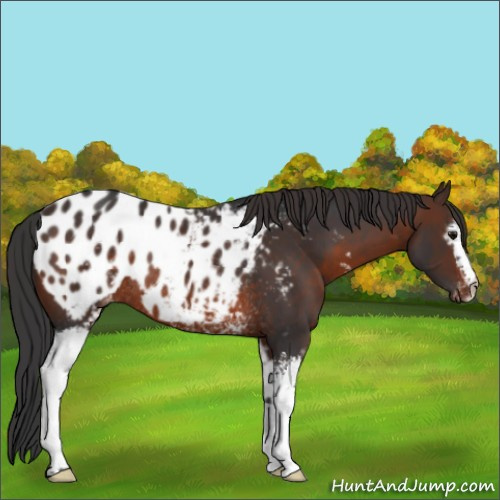 Horse Color:White Spotted Brown Appaloosa Rabicano