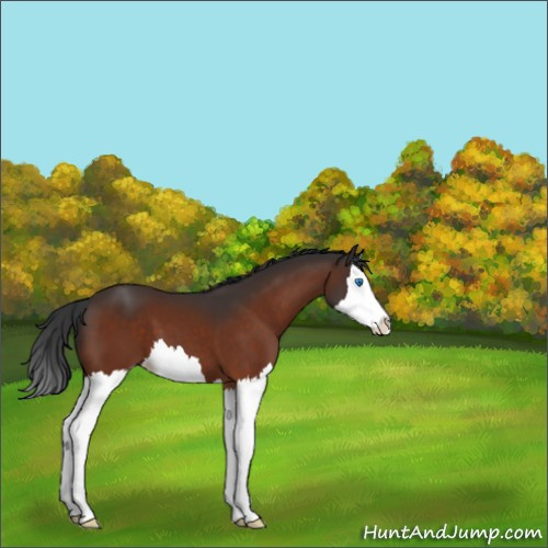 Horse Color:Brown Splash 