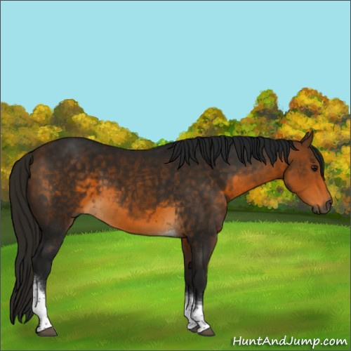 Horse Color:Gray Buckskin Tobiano 