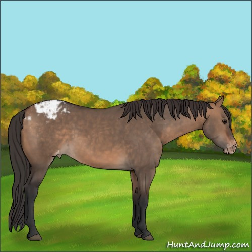 Horse Color:Bay Dun Appaloosa 