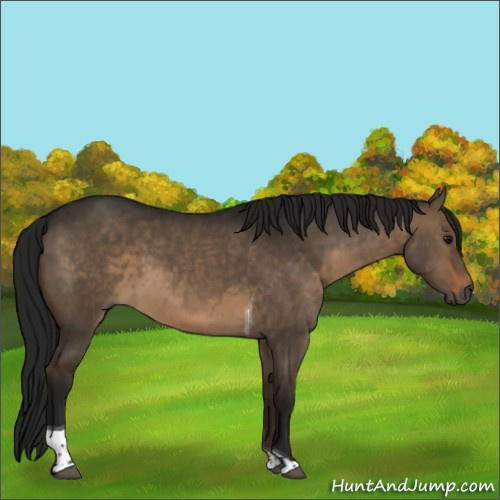 Horse Color:Gray Brown Dun Tobiano 