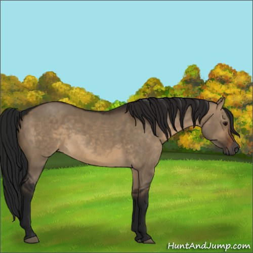 Horse Color:Gray Brown Dun 