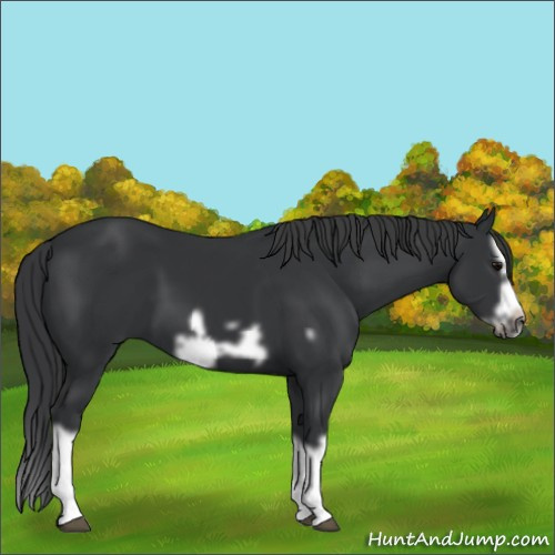Horse Color:Black Splash Frame 