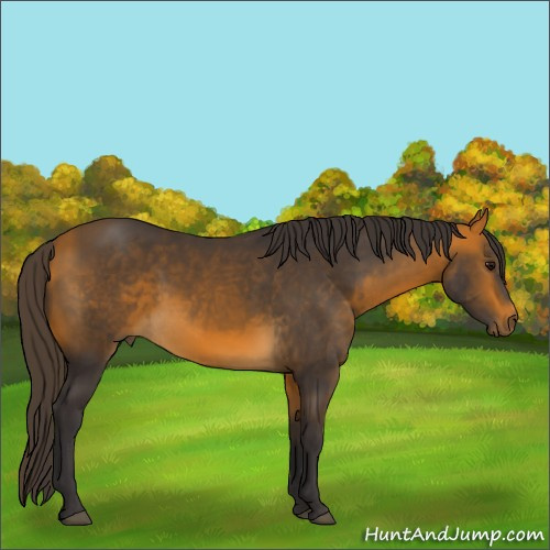 Horse Color:Buckskin 