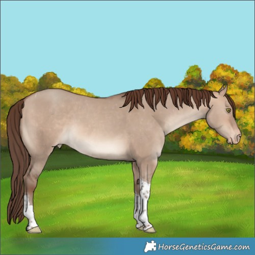 Horse Color:Sable Champagne Dun Tobiano Appaloosa