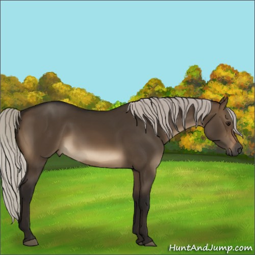 Horse Color:Gray Silver Brown Dun 