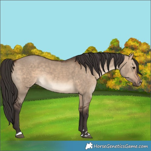 Horse Color:Bay Dun 