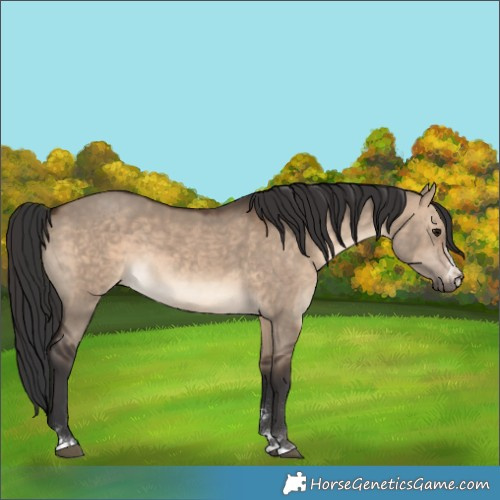 Horse Color:Brown Dun