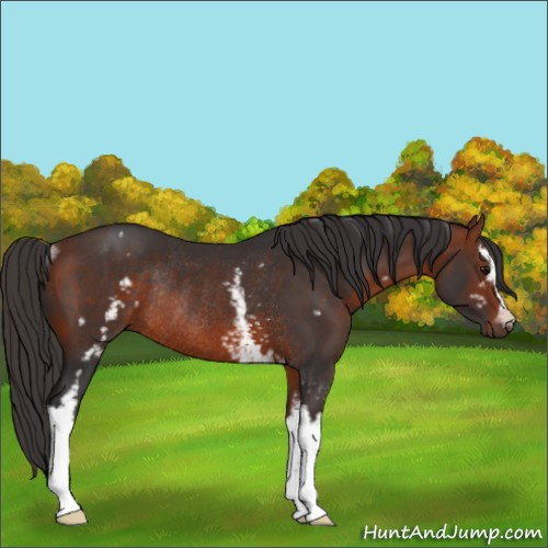 Horse Color:White Spotted Bay Rabicano 