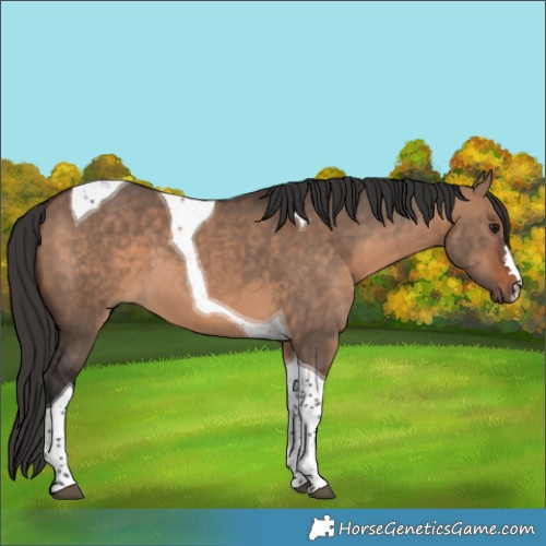 Horse Color:Bay Dun Tobiano 