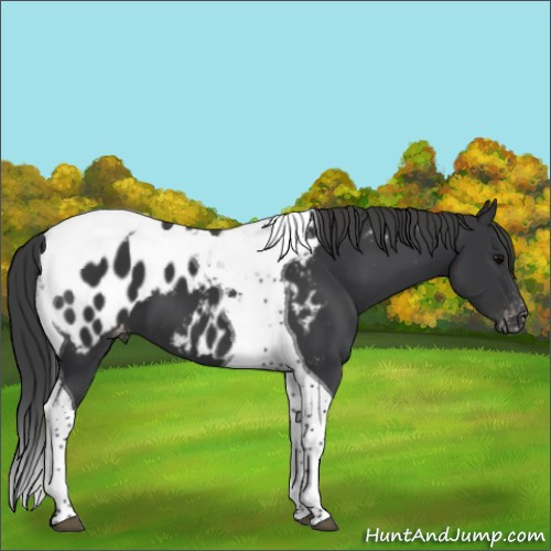 Horse Color:Black Tobiano Appaloosa 