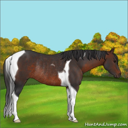 Horse Color:Brown Tobiano Rabicano