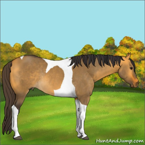 Horse Color:Buckskin Dun Tobiano Rabicano 