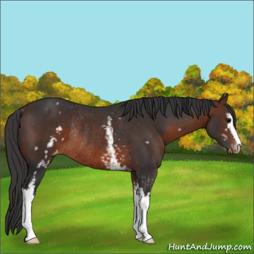 Horse Color:White Spotted Brown Sabino Appaloosa Rabicano 