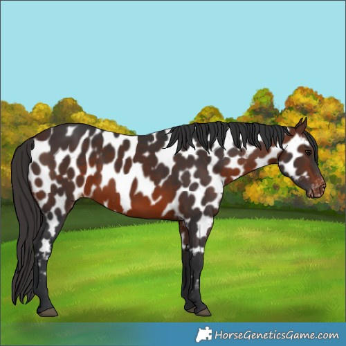 Horse Color:Brown Appaloosa