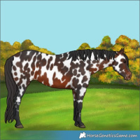 Horse Color:Brown Appaloosa